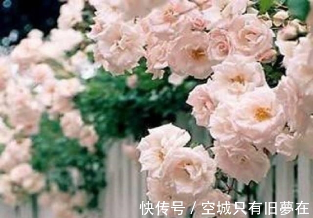 世界上十大最美的花,彼岸花排第二!