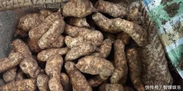 中药|杂草里不起眼的“它”,挖出根400一斤,是珍贵中药,能治癫痫