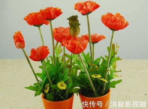 滴水观音|家里不能养的4类绿植,白送都不要,有钱人都懂,你还傻傻往家买