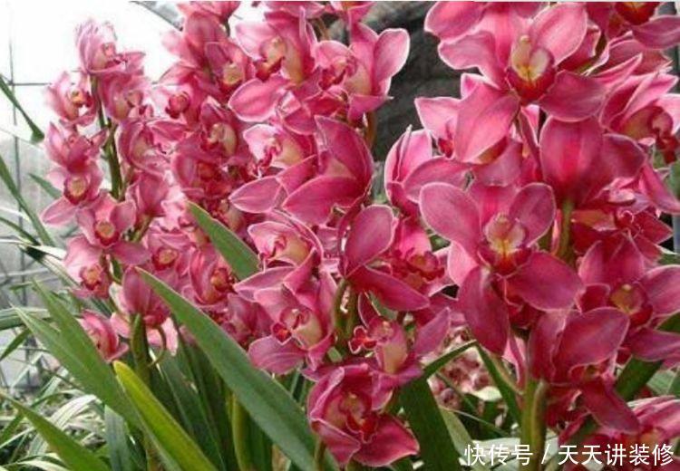 4种漂亮花，好养易活能爆盆，懒人新手都能养好