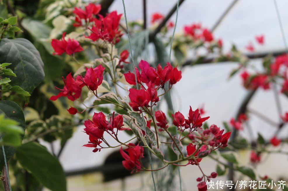 分化|三角梅开花诀窍，学会“二选三足”，只要温度不低，就能全年开花