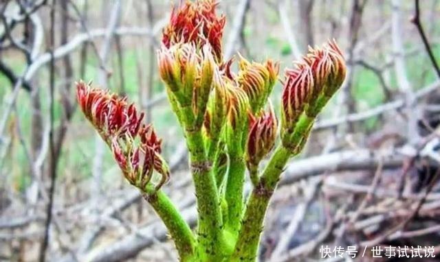 东北的5月，是吃山野菜最好的时候，比肉还香！