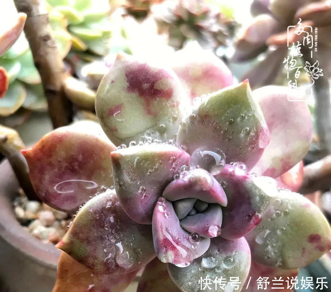 楼顶的多肉,让我的生活无意间打开了一个新世界!