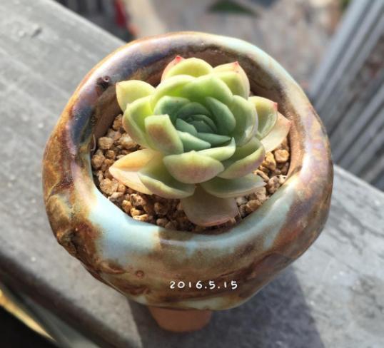 多肉冰梅养护，操作简单，夏季叶子五彩缤纷，做到3点轻松爆盆