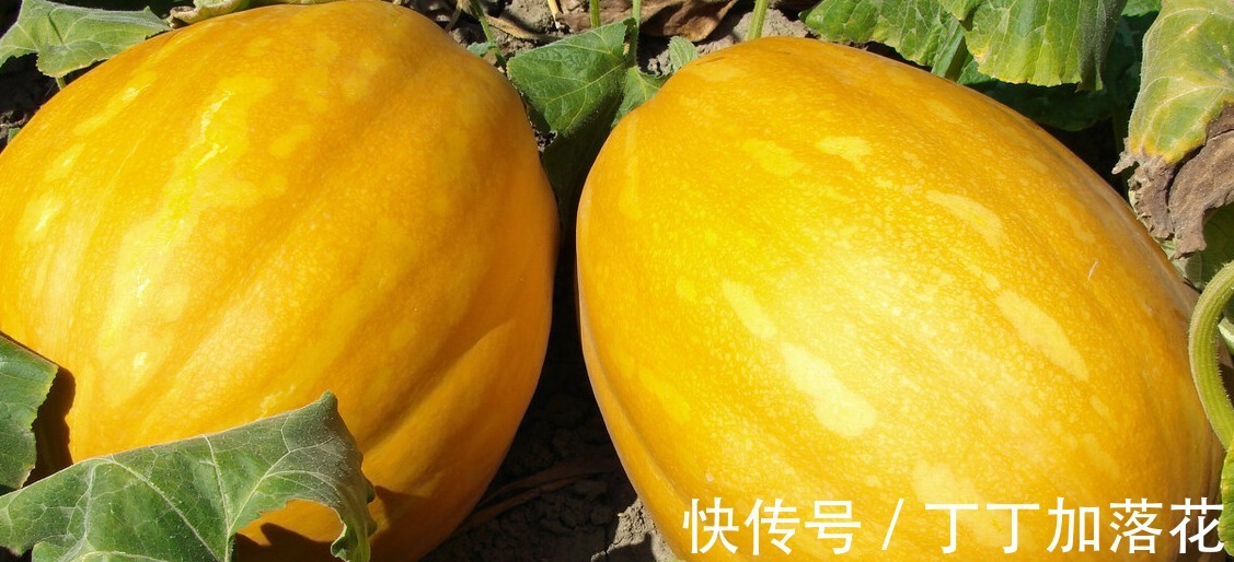 百合|立秋后,“宝瓜”该多吃了,对肠胃好,还能防秋燥,舒服过完三伏!