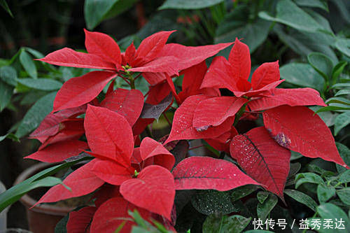 再好看也别在家里养的3种花,汁液有毒,养了赶紧搬出去,别忽视