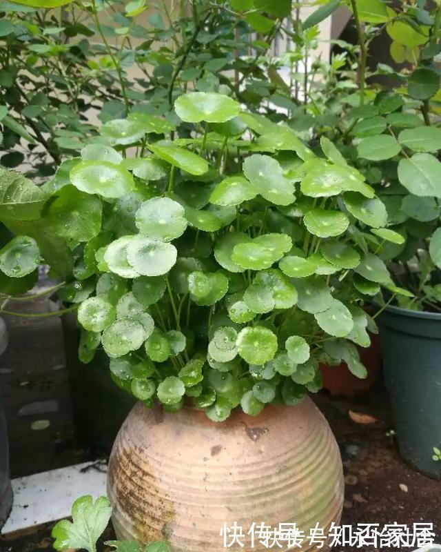 养花技巧:折腾不死的25种花,咋养都爆盆,懒人最适合