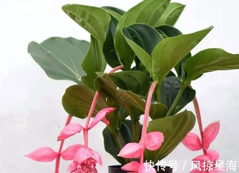 土壤|三种花虽然漂亮好看,但价格高不好养,新手还是放弃吧