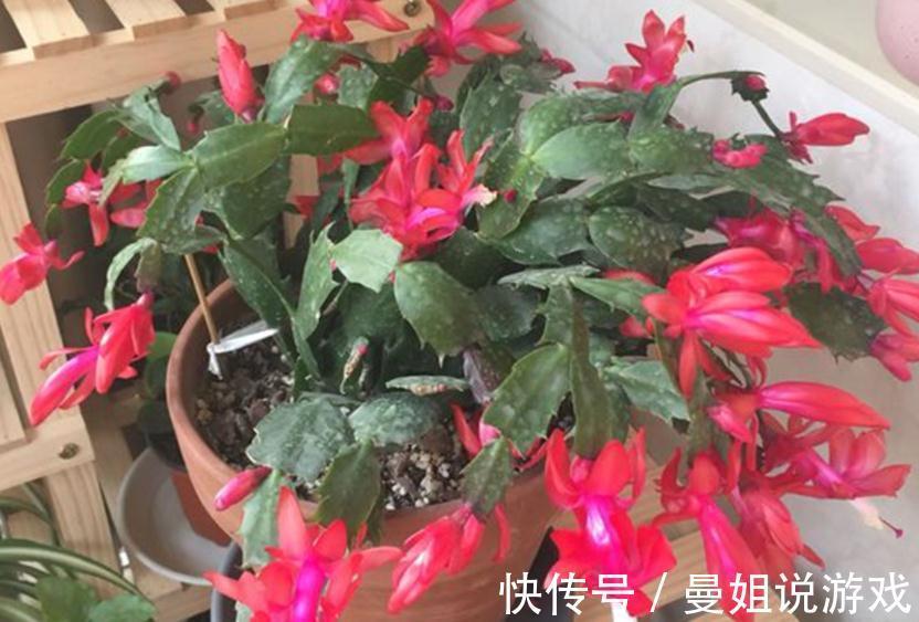 浇不对水,养不好蟹爪兰!老花匠亲授:用“筷子”就能解决难题