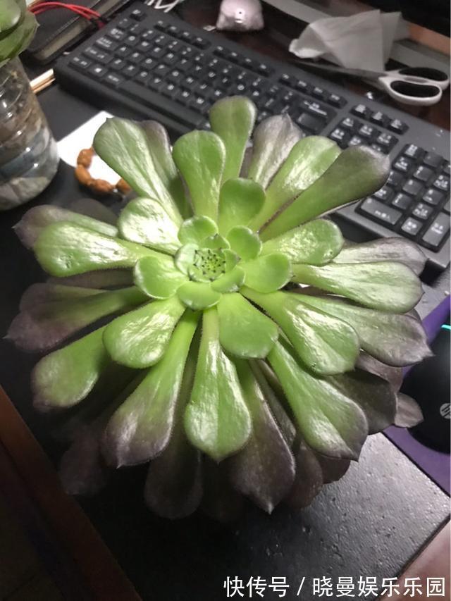 花友|容易养成老桩的多肉,新手也能养成,2年茎秆木质化