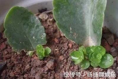 养护|悄悄告诉你,6种花“不用买”,1片叶子就能生根发芽、长爆盆