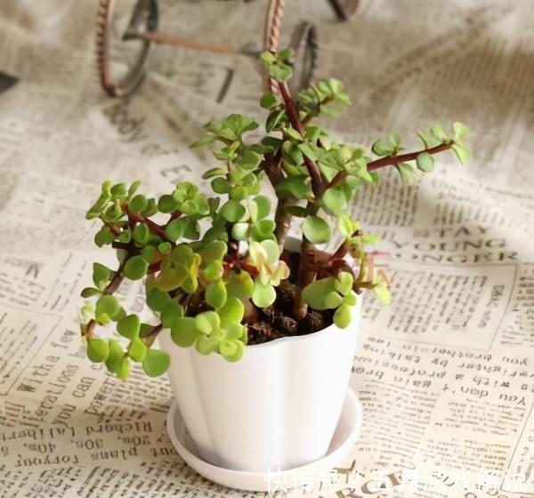 多肉植株中的金枝玉叶,木质化主茎随便修剪,就是上好盆景