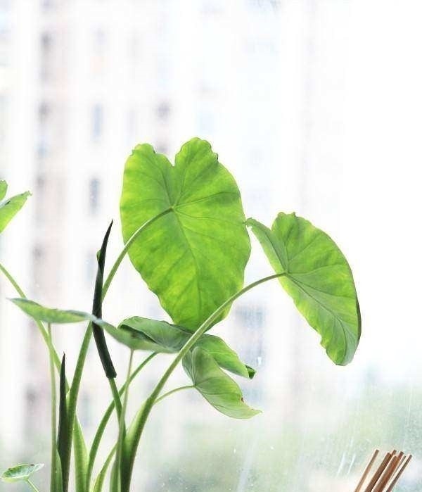 这种蔬菜吃剩了别扔，泡水里就疯长，比滴水观音还要漂亮100倍