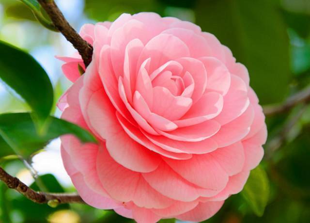 中国十大名花欣赏,美极了!