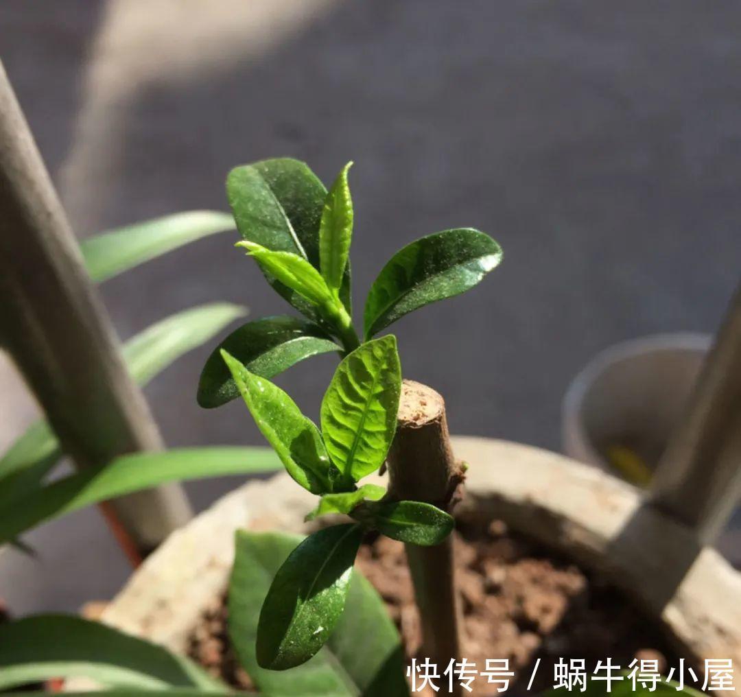 花苞|初秋8种花不能剪,轻则不开花,严重可能剩空盆