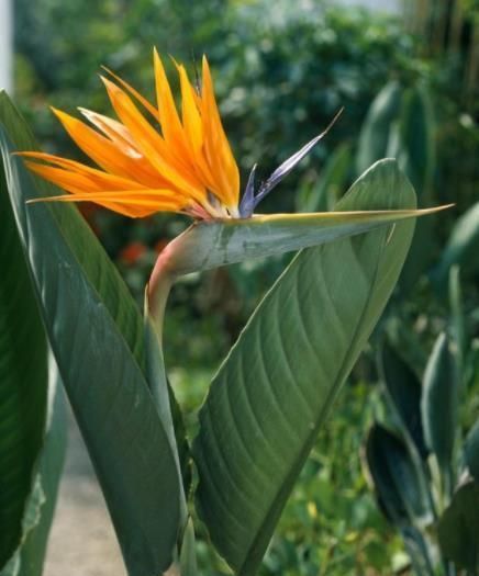 现在买年宵花有讲究,5种花再喜欢也别买,都是商家的智商税