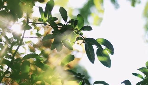 医圣|皮肤瘙痒，医圣张仲景开一奇方，仅仅一味药