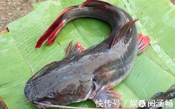 猪肝饵——野钓鲶鱼“必杀技”,灵活选用让鱼获最大化