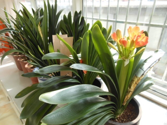 植物|淘米水、黄豆水都别用,自制1种“营养液”浇花,不生虫、无臭味