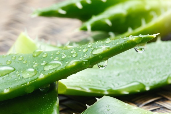 芦荟可以消肿止痒,想在家中种植一些芦荟,学会以下几点就可以