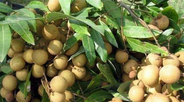 护肤|爱美女性坚持吃3种食物,美白护肤、延缓衰老,好吃又健康!