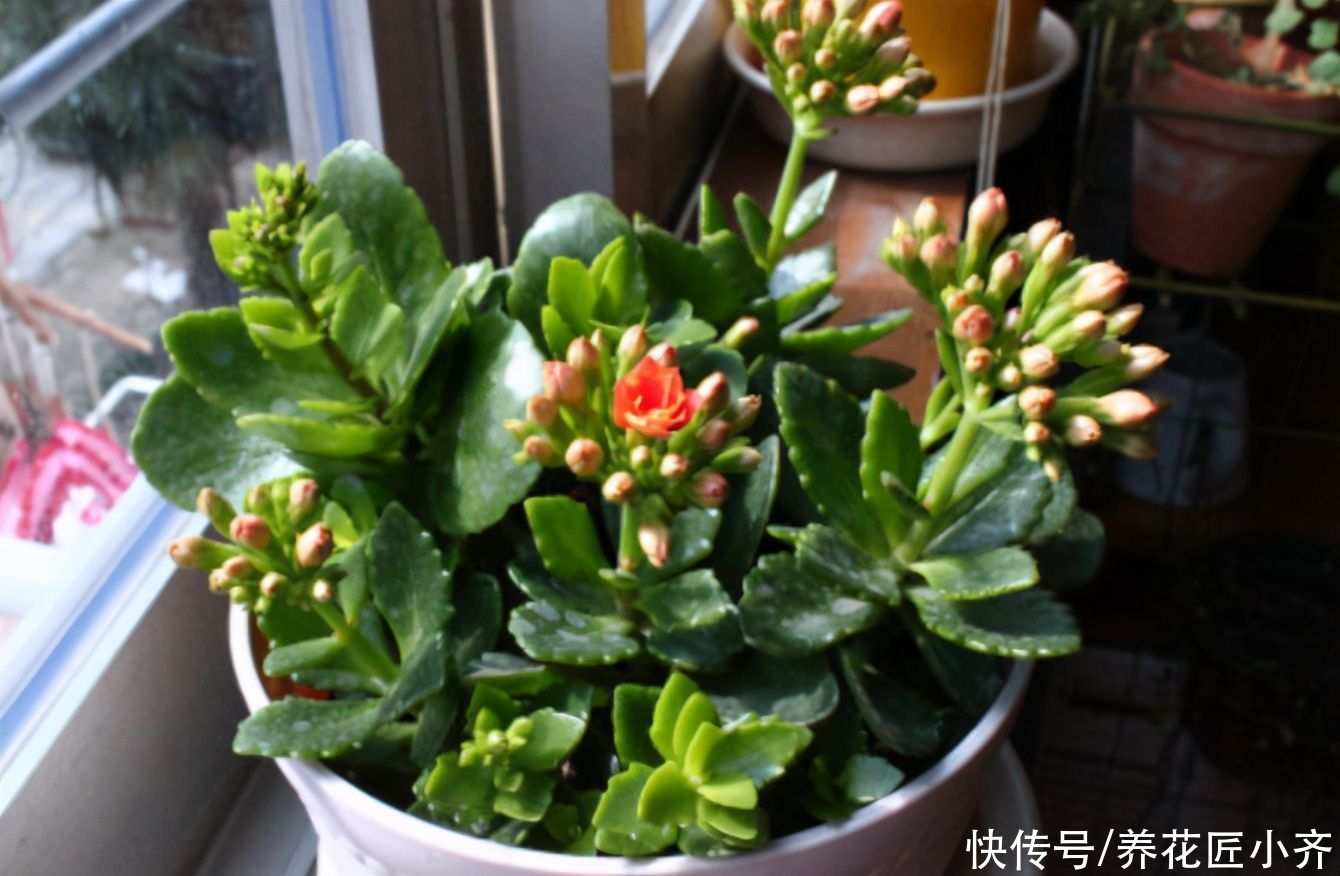 烂根|长寿花夏季容易烂根黑腐，浇水加点“粉末”，远离黑腐，安全度夏