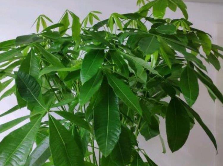 养花就养4种花，家里养一盆，花美心情好，一养就上瘾