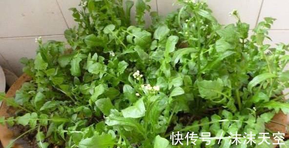 农家|总是失眠怎么办,农家三宝帮上忙,排毒素、去肝火,睡眠质量好