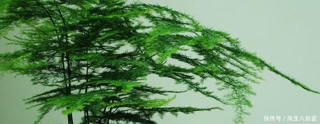 绿油油|文竹黄叶枯萎怎么办?注意这4点,快速恢复绿油油