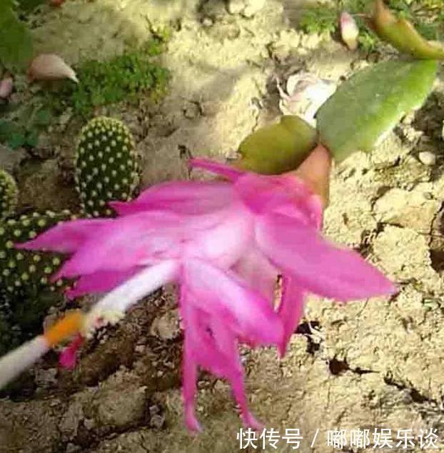 扦插法|蟹爪兰的繁殖方法,原来是这样,长见识了