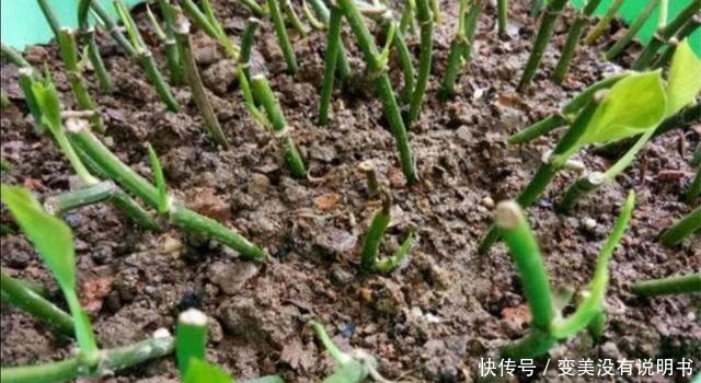 5种常见的花，现在还能扦插，再晚不容易生根！