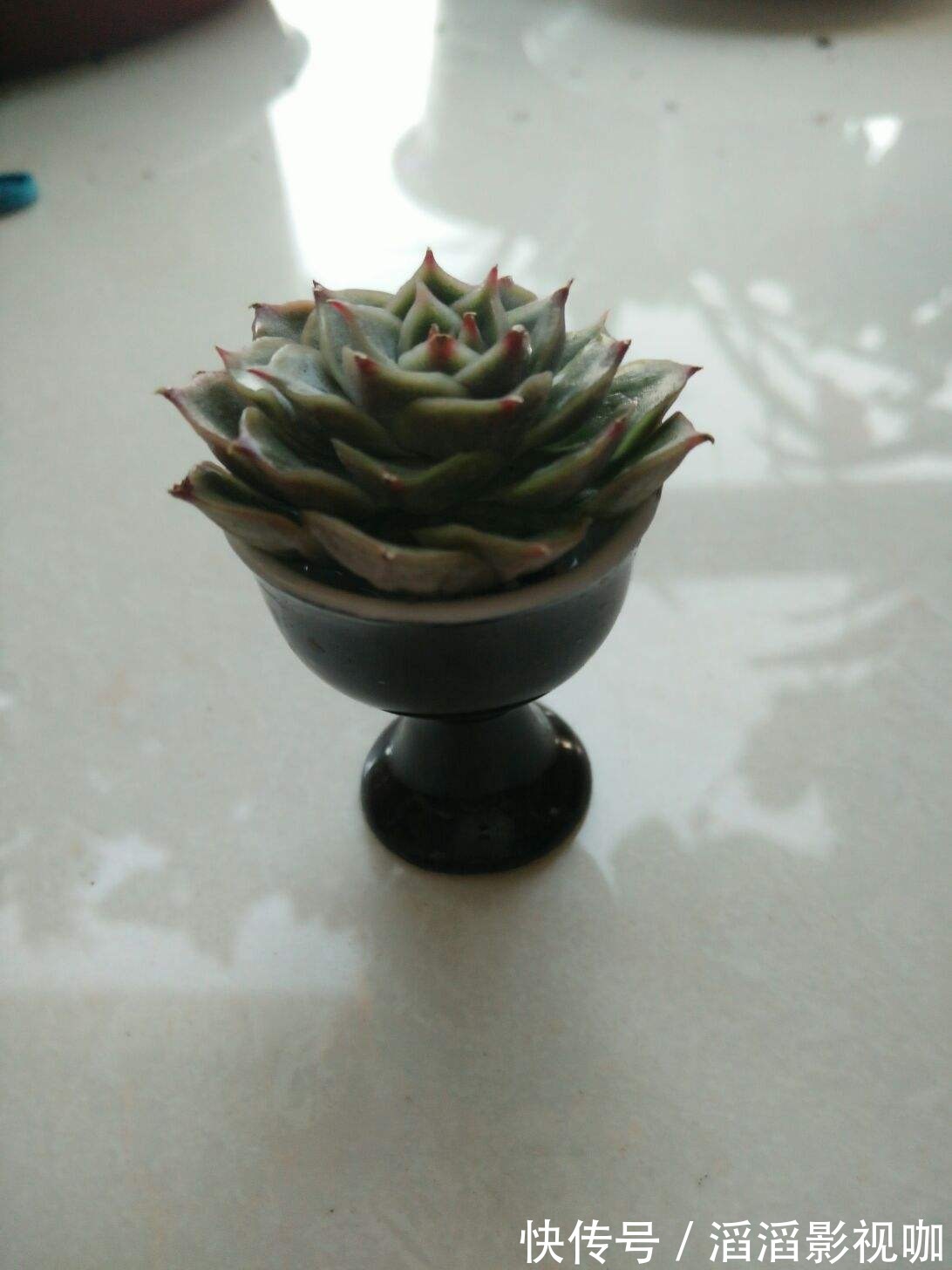 养花一定要会养根,根系长得壮,植物才有精神