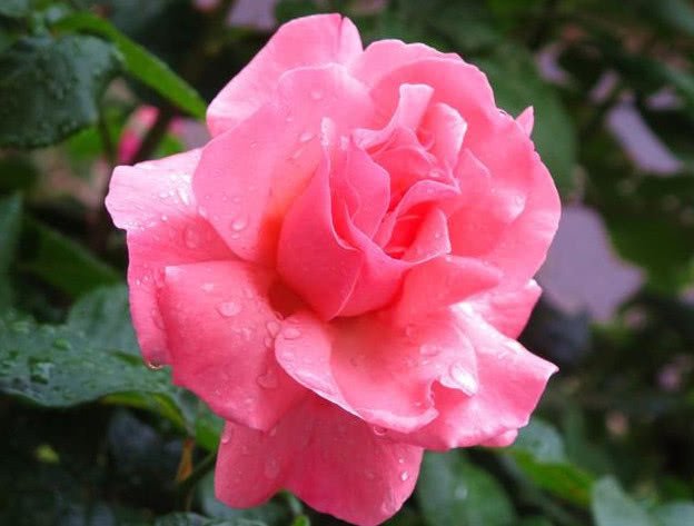 人心情|“月季”这样养,花大色艳,花期长,月月开花不断,一学就会