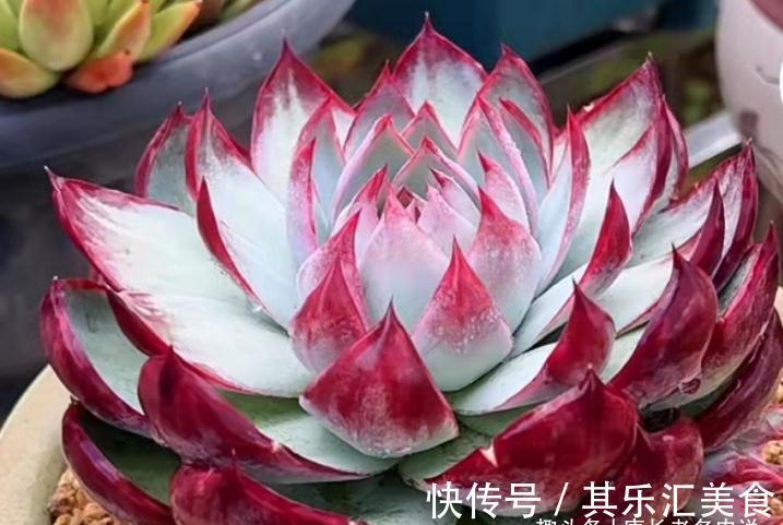 多肉浸盆有什么好处?忘在水里泡一晚上会不会挂掉?要怎么处理?