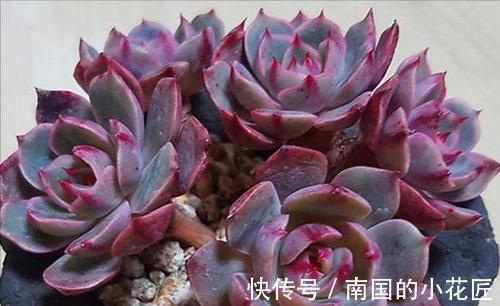 叶片|养多肉不爆“头”？“掰叶法”来帮忙，叶片掰一掰，叶下长满新头