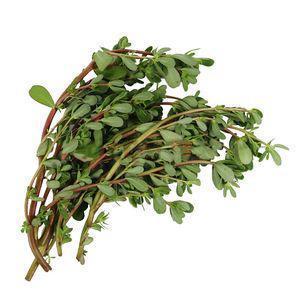 地头|田间地头随处可见的一种野菜 却是痔疮的天然克星,你们都见过