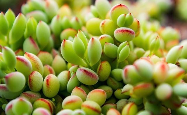 半阴或者|养这5种多肉,别总让晒太阳,晒的越多损失越大