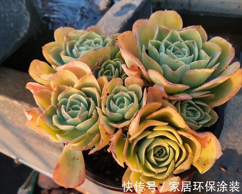 天冷不能露养多肉，碧桃该怎么办？多注意4点，根壮茎叶美