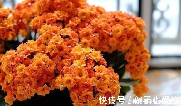 花芽|4种花，要一边长一边掐，越掐枝越多，花量成倍翻，开花密密麻麻！