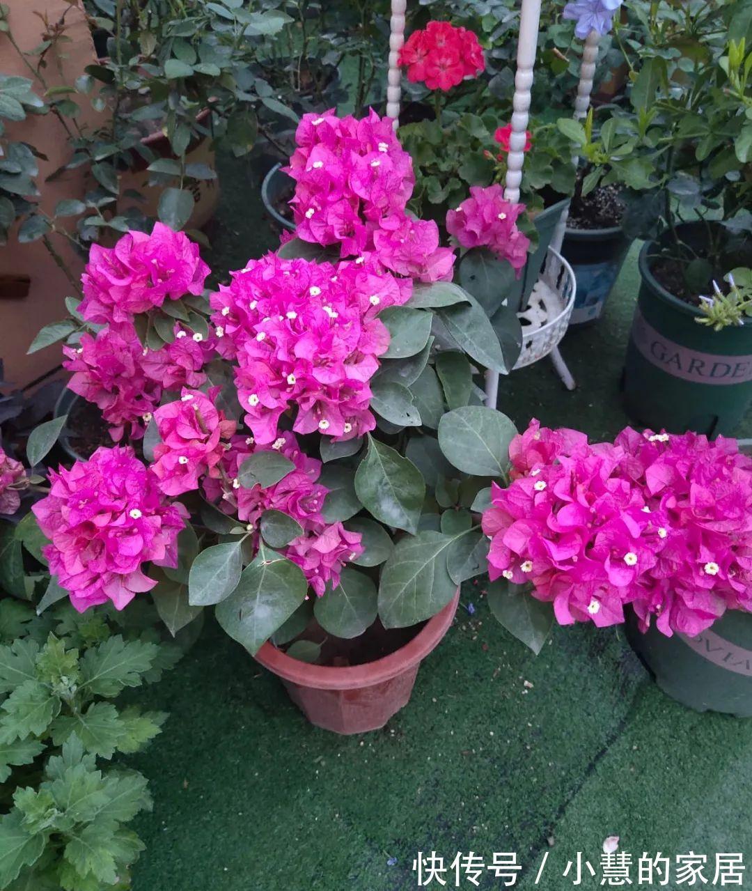 这花再不开,断水7天,杆子长满小花苞