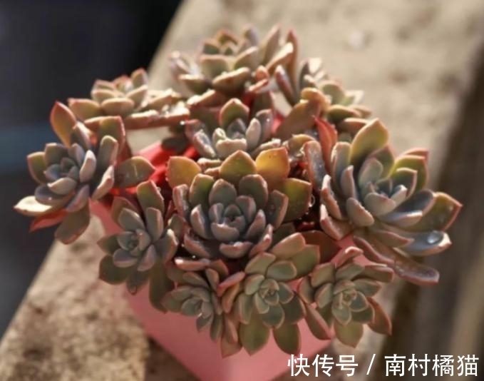 叶片|多肉植物红粉佳人养护指南:抓住4点要求,上色出状态易