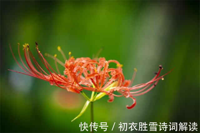 榆树皮|诗意秋草红花三首，满地红心草，凄美彼岸花