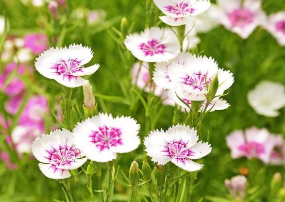 喜欢养花,不如养盆荷花,赏心悦目,淡雅别致