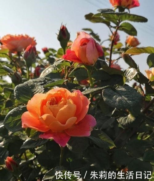 枝条|月季花迟迟不开花,看看枝条上有没有这种东西,发现一个剪一个!