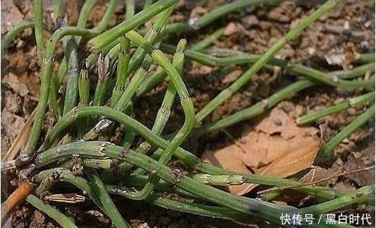 土麻黄|十个男人九个有脚气,农村此种野草遇见拔回家,远离脚气脚臭