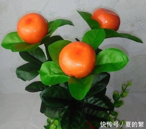 盆景|桔树盆景如何种植 种植桔树盆景的方法