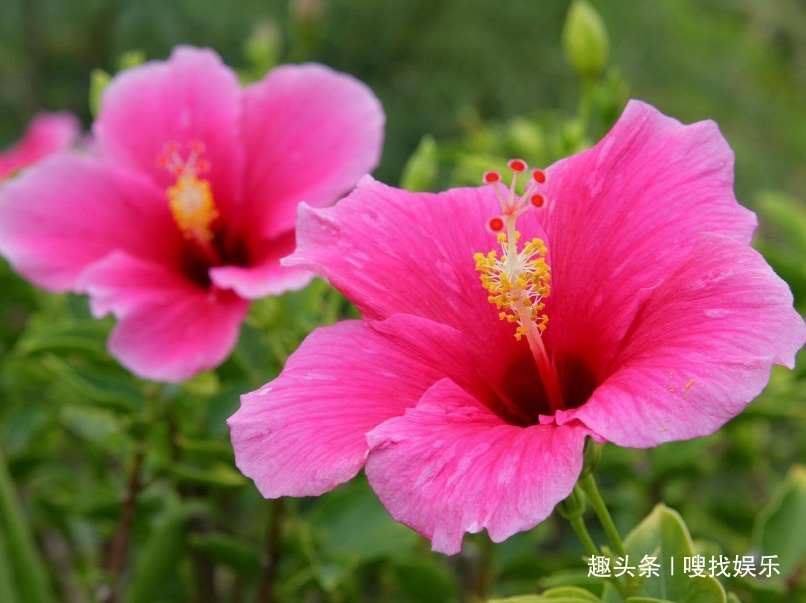 此花朝开暮落,宛如昙花一现般美妙绝伦,寓意为美丽永恒