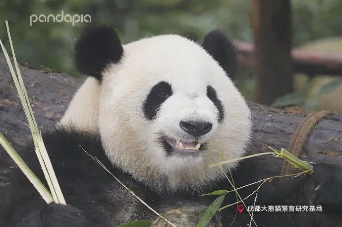  小龙女|当大熊猫遇上《神雕侠侣》