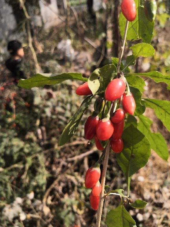 老中医都爱养的花，养在家里好处多，养人养身心
