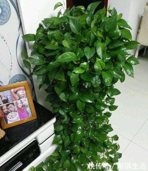 老花农养植物从不买肥料,浇水时加点它,绿萝一个月能窜上天